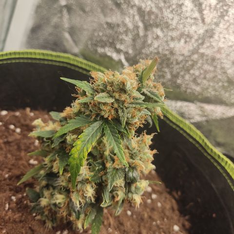 Auto White Widow growlog timeline photo