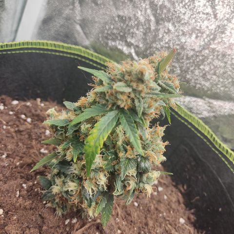 Auto White Widow growlog timeline photo