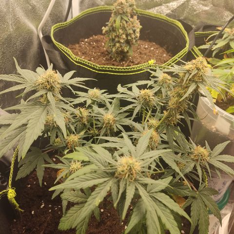 Watermelon Automatic growlog timeline photo