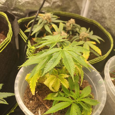 Watermelon Candy growlog timeline photo