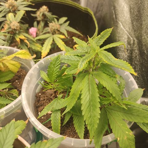 Big Bud growlog timeline photo