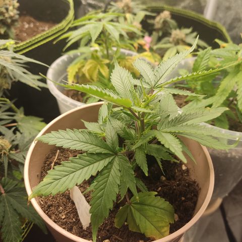 OG18 growlog timeline photo
