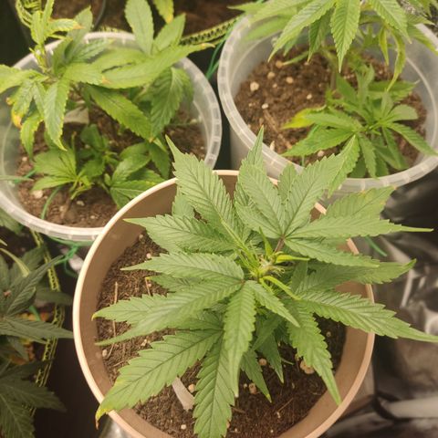 OG18 growlog timeline photo