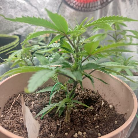 OG18 growlog timeline photo