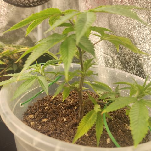 Watermelon Candy growlog timeline photo