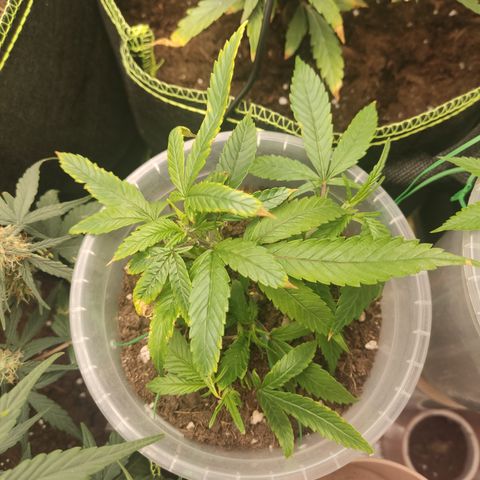 Big Bud growlog timeline photo