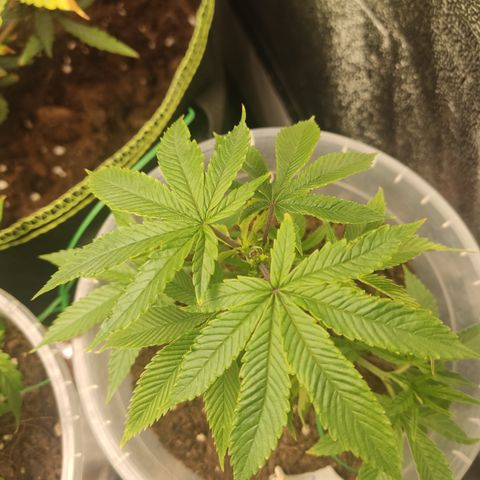 Watermelon Candy growlog timeline photo