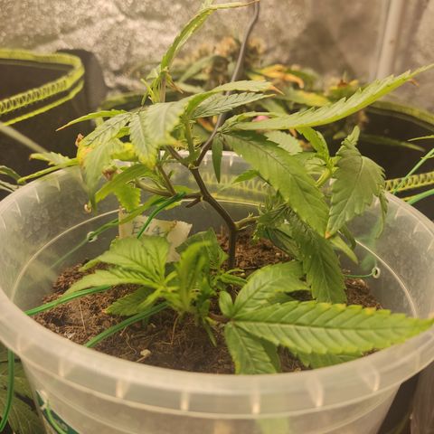 Big Bud growlog timeline photo