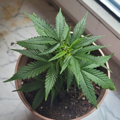 OG18 growlog timeline photo