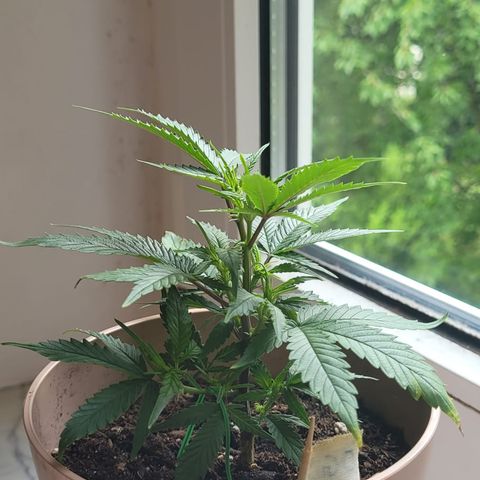 OG18 growlog timeline photo
