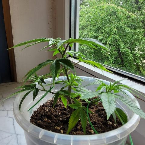 Watermelon Candy growlog timeline photo