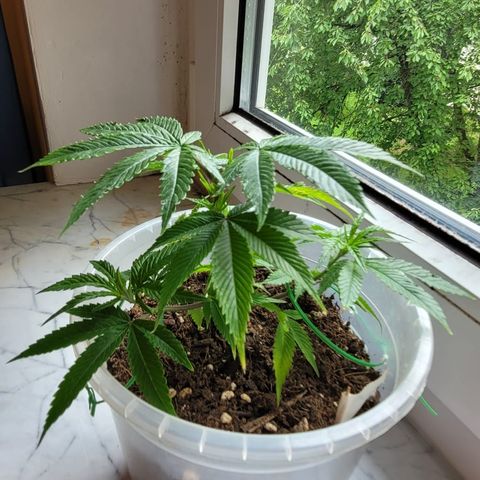 Watermelon Candy growlog timeline photo