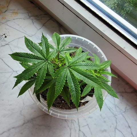 Watermelon Candy growlog timeline photo