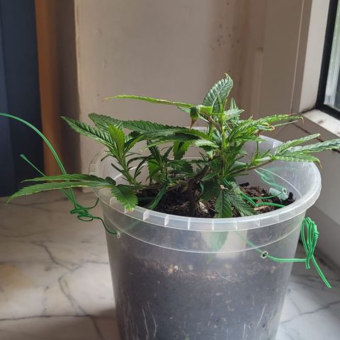 Big Bud growlog timeline photo