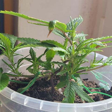 Big Bud growlog timeline photo