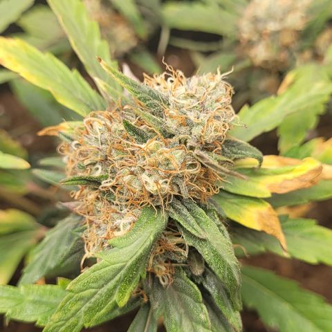 North Thunderfuck Auto growlog timeline photo