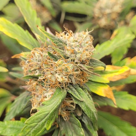 North Thunderfuck Auto growlog timeline photo