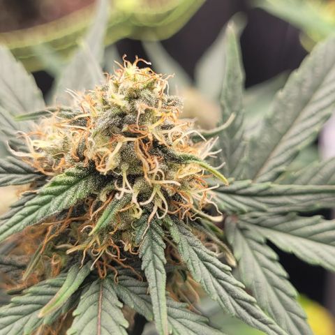 Watermelon Automatic growlog timeline photo
