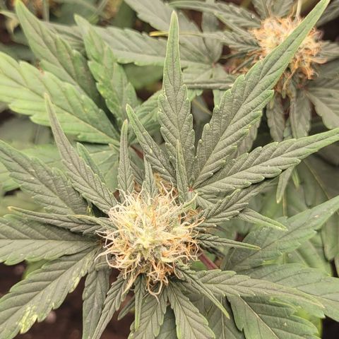 Watermelon Automatic growlog timeline photo