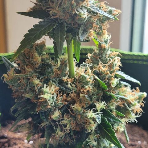 Auto White Widow growlog timeline photo