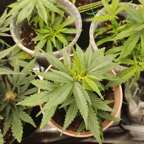OG18 growlog timeline photo