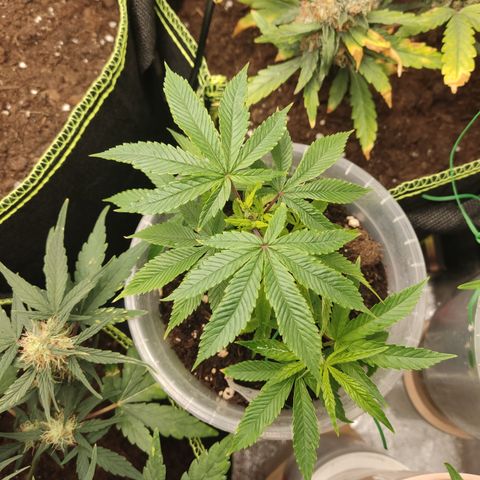 Watermelon Candy growlog timeline photo