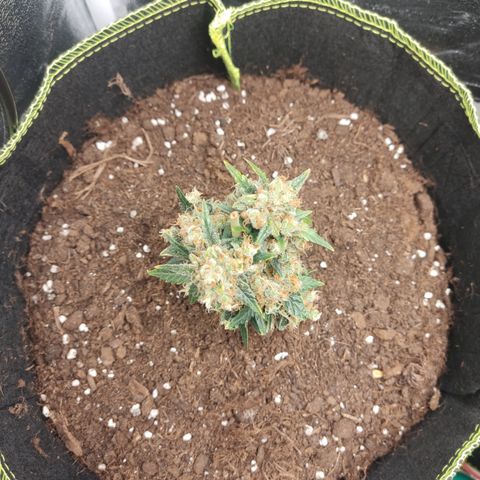Auto White Widow growlog timeline photo
