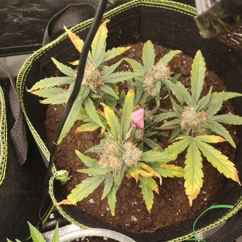 North Thunderfuck Auto growlog timeline photo