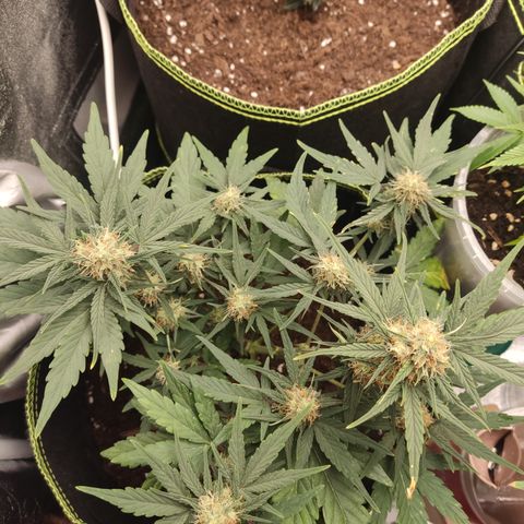 Watermelon Automatic growlog timeline photo