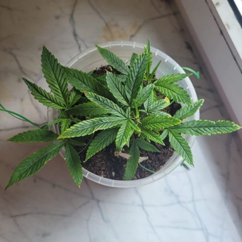 Big Bud growlog timeline photo