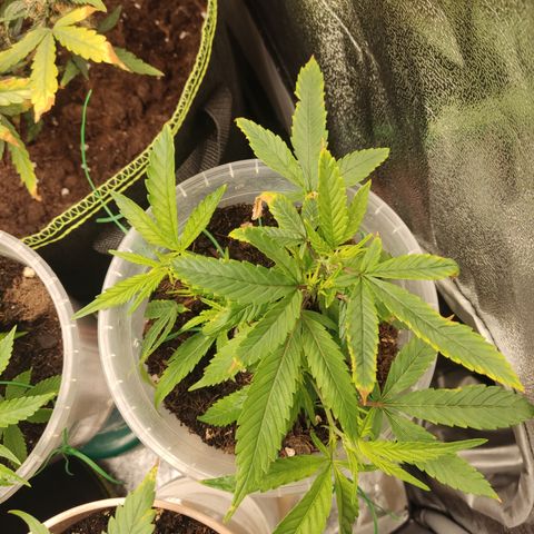 Big Bud growlog timeline photo