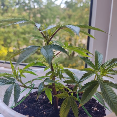 Watermelon Candy growlog timeline photo