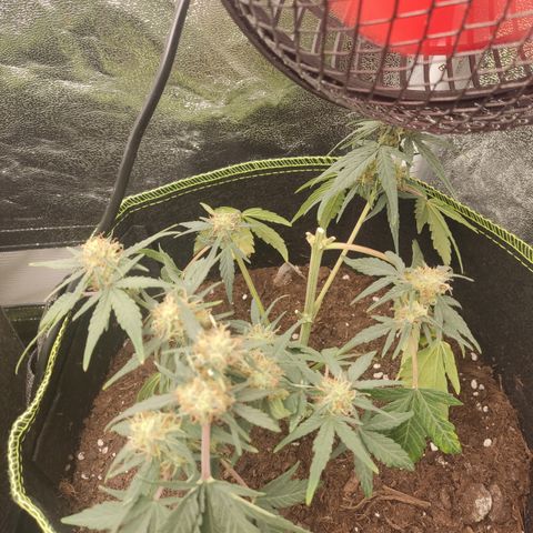 Watermelon Automatic growlog timeline photo