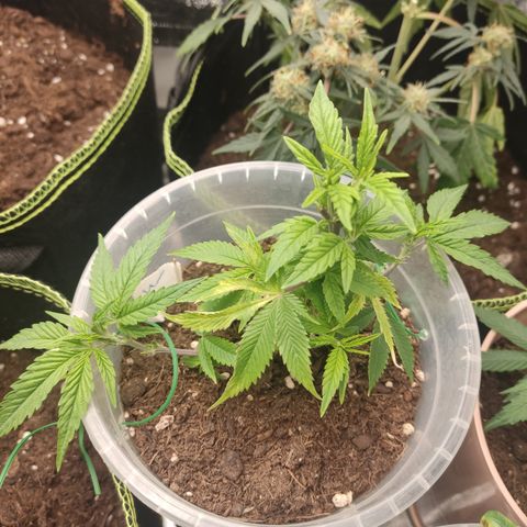 Watermelon Candy growlog timeline photo