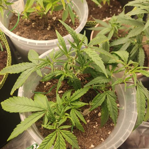 Big Bud growlog timeline photo