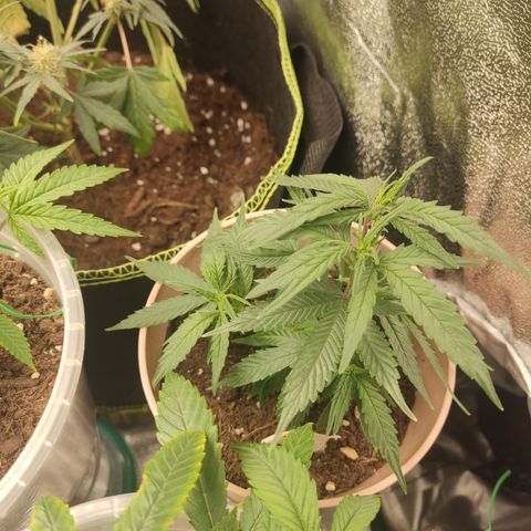 OG18 growlog timeline photo
