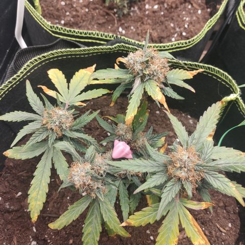 North Thunderfuck Auto growlog timeline photo