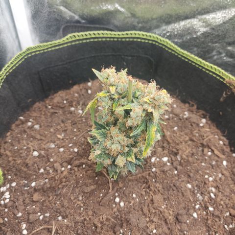 Auto White Widow growlog timeline photo