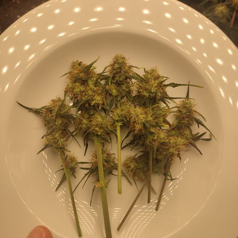 Watermelon Automatic growlog photo: 17g nass