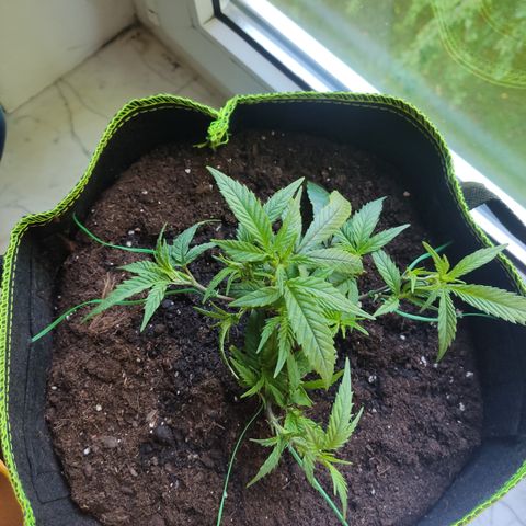 Big Bud growlog timeline photo