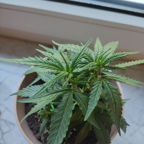 OG18 growlog timeline photo