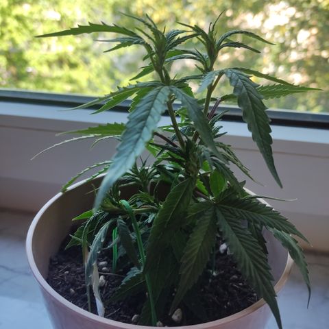 OG18 growlog timeline photo