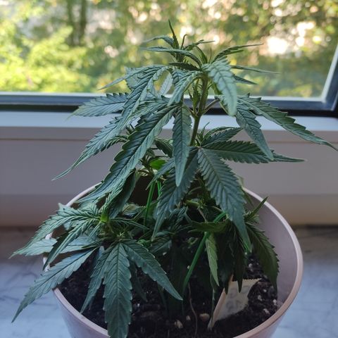 OG18 growlog timeline photo