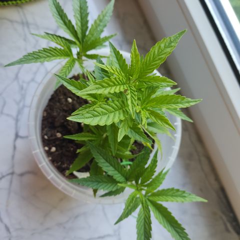 Watermelon Candy growlog timeline photo
