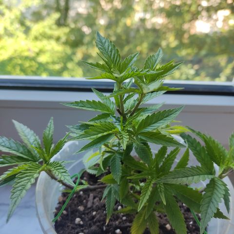 Watermelon Candy growlog timeline photo