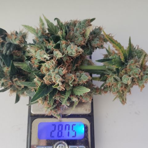 Auto White Widow growlog timeline photo