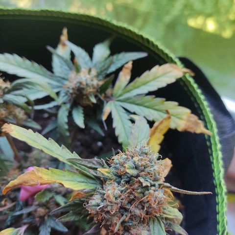 North Thunderfuck Auto growlog timeline photo