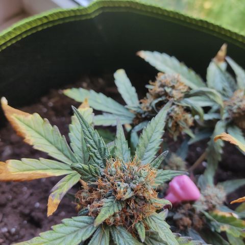 North Thunderfuck Auto growlog timeline photo