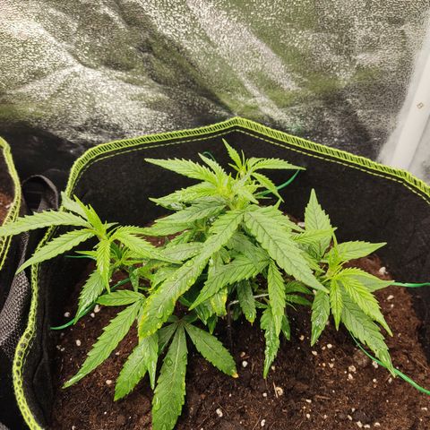 Big Bud growlog timeline photo