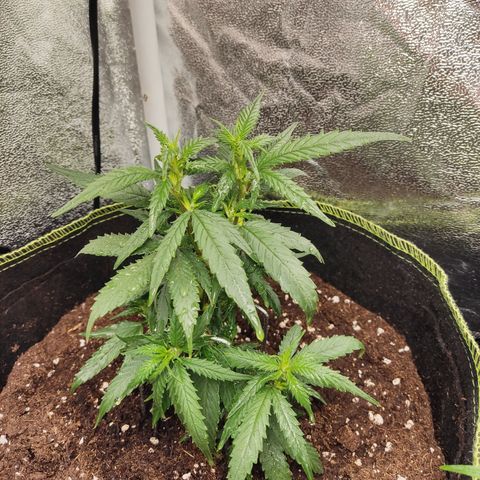 OG18 growlog timeline photo